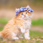 Sample post title with format Link